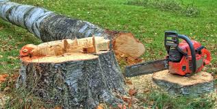 How Our Tree Care Process Works  in  Hattiesburg, MS