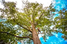 Best Hazardous Tree Removal  in Hattiesburg, MS