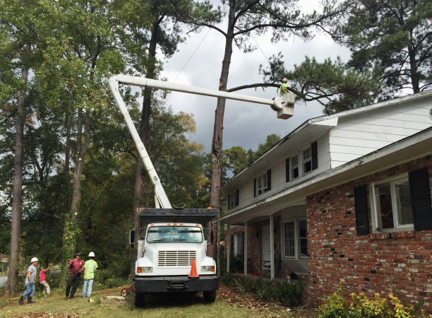 Best Tree Risk Assessment  in Hattiesburg, MS