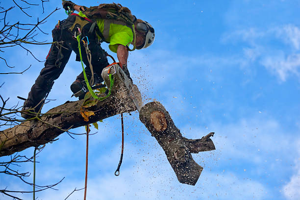 Best Storm Damage Tree Cleanup  in Hattiesburg, MS